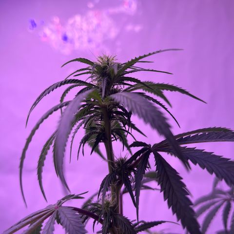Amnesia Lemon  growlog timeline photo
