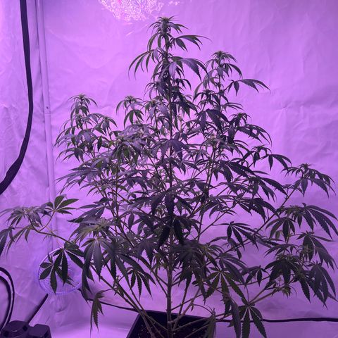 Amnesia Lemon  growlog timeline photo