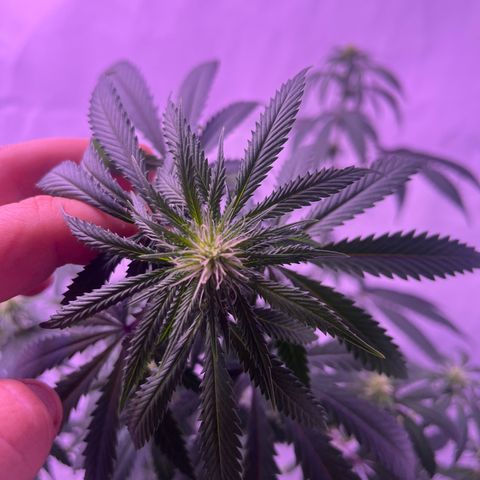 Amnesia Lemon  growlog timeline photo