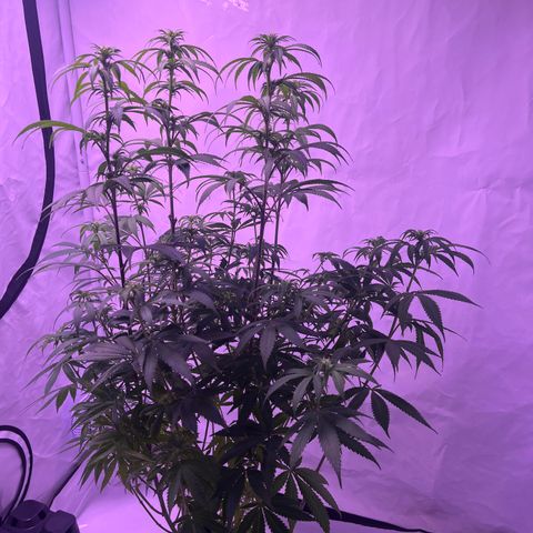 Afghan Skunk  growlog timeline photo