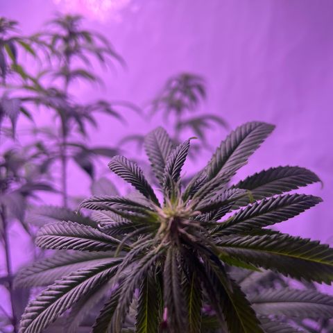 Afghan Skunk  growlog timeline photo