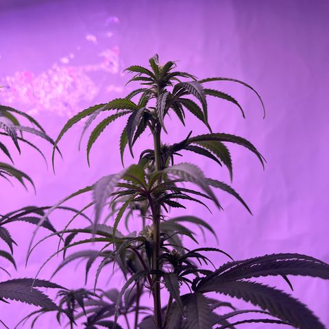 Afghan Skunk  growlog timeline photo