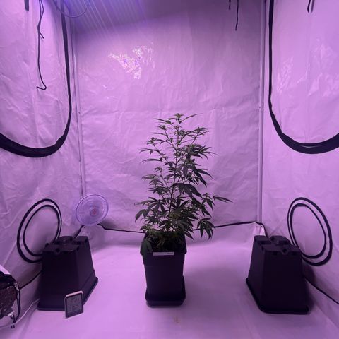 Special Queen Baby 👸👶🍼1 growlog timeline photo