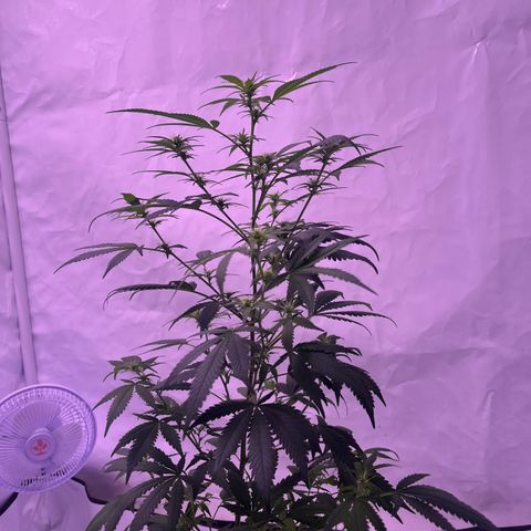 Special Queen Baby 👸👶🍼1 growlog timeline photo