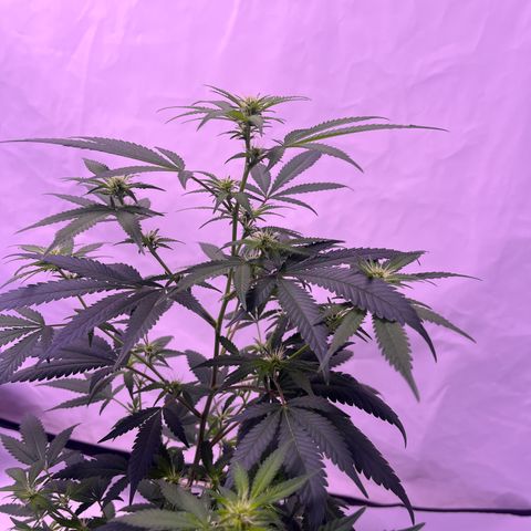 Special Queen Baby 👸👶🍼1 growlog timeline photo