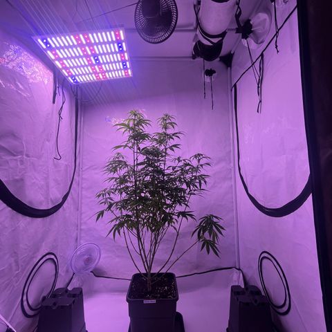 Afghan Skunk  growlog timeline photo