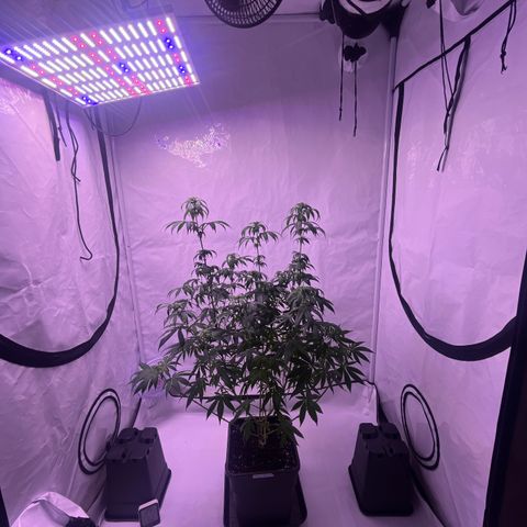 Orange Sherbert growlog timeline photo