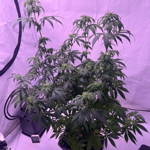 Orange Sherbert growlog timeline photo