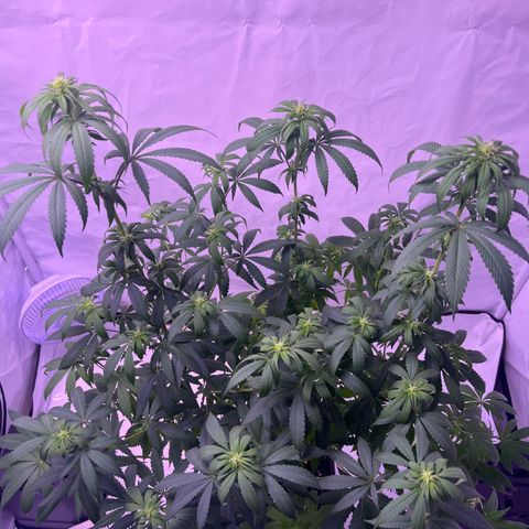 Orange Sherbert growlog timeline photo