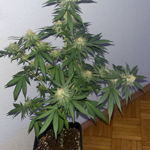 Special Queen Baby 👸👶🍼1 growlog timeline photo
