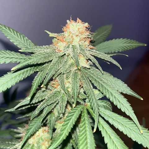 Special Queen Baby 👸👶🍼1 growlog timeline photo