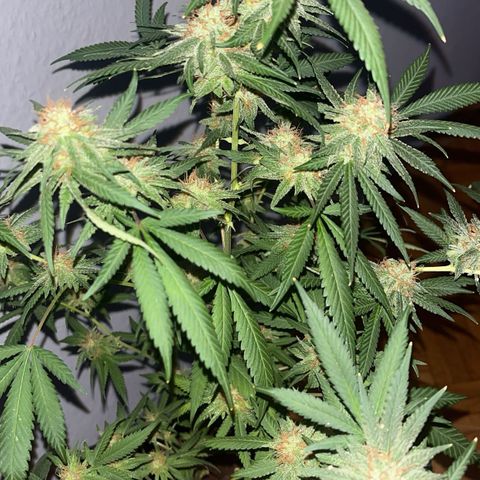Special Queen Baby 👸👶🍼1 growlog timeline photo