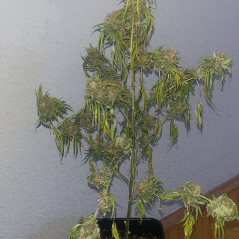 Special Queen Baby 👸👶🍼2 growlog timeline photo