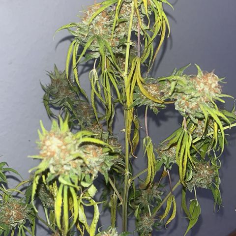 Special Queen Baby 👸👶🍼2 growlog timeline photo