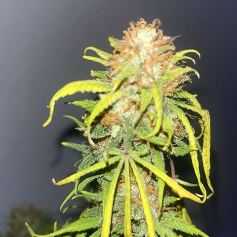 Special Queen Baby 👸👶🍼2 growlog timeline photo