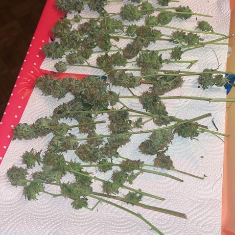 Special Queen Baby 👸👶🍼2 growlog timeline photo