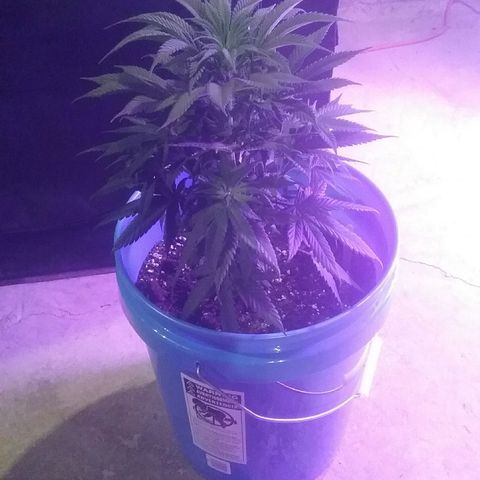 Manny growlog timeline photo
