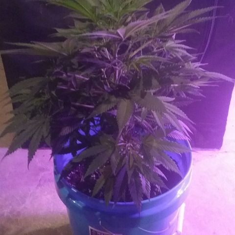 Manny growlog timeline photo