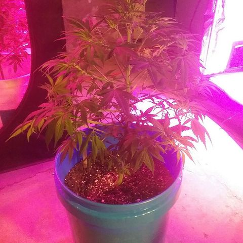 Manny growlog timeline photo