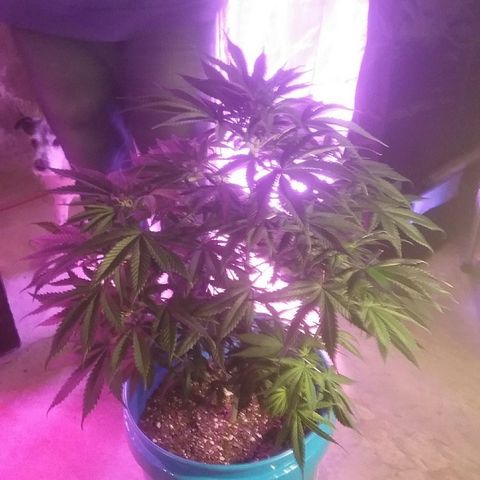 Manny growlog timeline photo