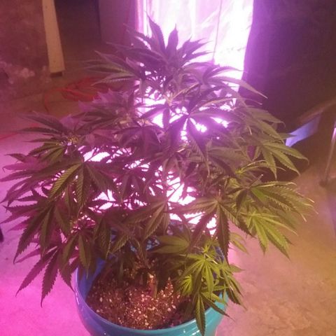 Manny growlog timeline photo