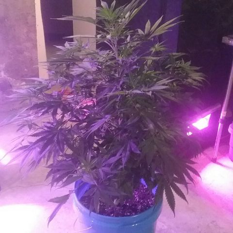 Manny growlog timeline photo