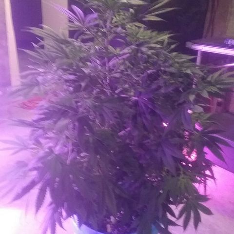 Manny growlog timeline photo