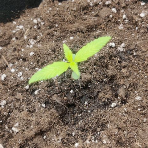 Banana Purple Punch Auto growlog timeline photo