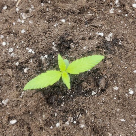 Banana Purple Punch Auto growlog timeline photo