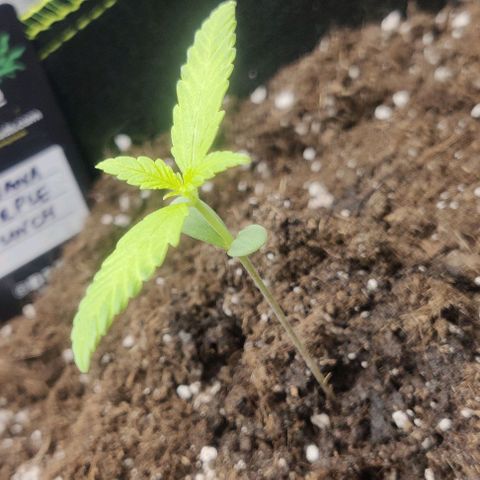 Banana Purple Punch Auto growlog timeline photo