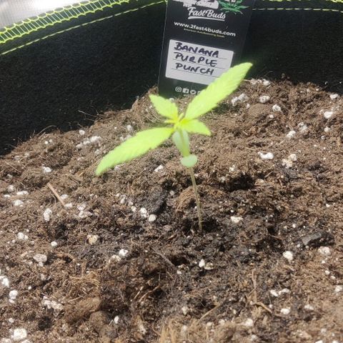 Banana Purple Punch Auto growlog timeline photo