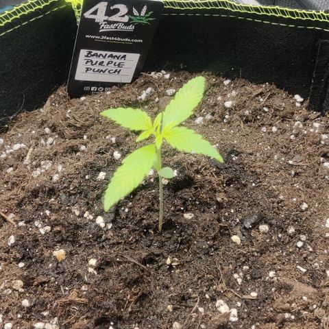 Banana Purple Punch Auto growlog timeline photo