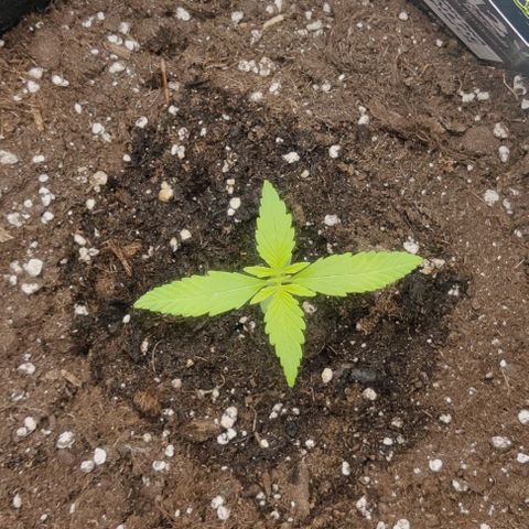 Banana Purple Punch Auto growlog timeline photo