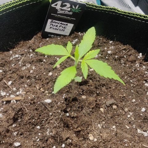 Banana Purple Punch Auto growlog timeline photo