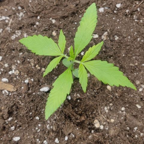 Banana Purple Punch Auto growlog timeline photo
