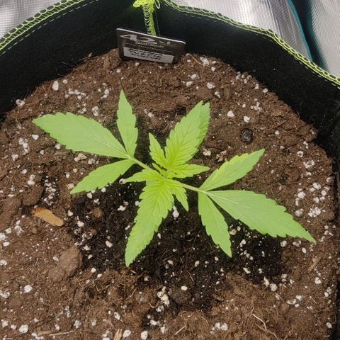 Banana Purple Punch Auto growlog timeline photo