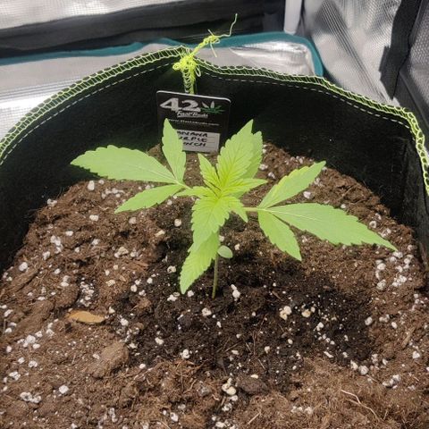 Banana Purple Punch Auto growlog timeline photo
