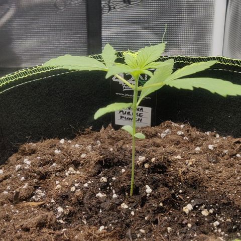 Banana Purple Punch Auto growlog timeline photo