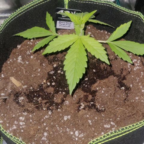 Banana Purple Punch Auto growlog timeline photo
