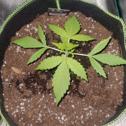Banana Purple Punch Auto growlog timeline photo