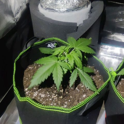 Banana Purple Punch Auto growlog timeline photo