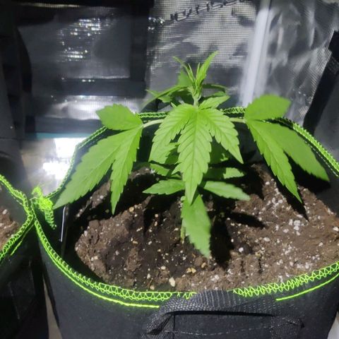 Banana Purple Punch Auto growlog timeline photo
