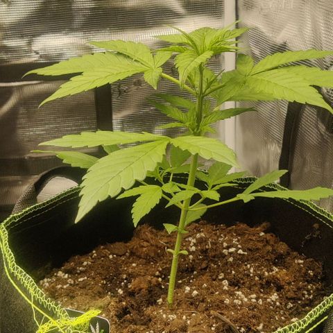 Banana Purple Punch Auto growlog timeline photo