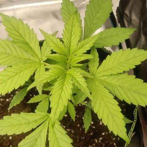 Banana Purple Punch Auto growlog timeline photo