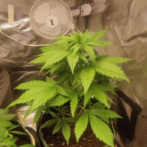 Banana Purple Punch Auto growlog timeline photo