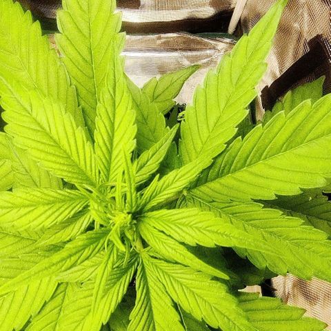 Banana Purple Punch Auto growlog timeline photo