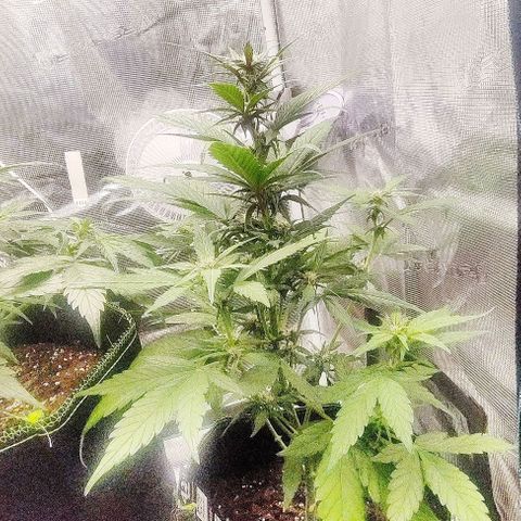 Banana Purple Punch Auto growlog timeline photo