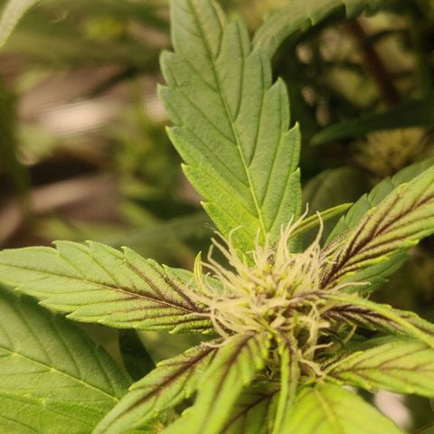 Banana Purple Punch Auto growlog timeline photo