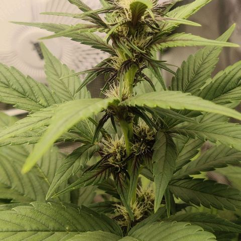 Banana Purple Punch Auto growlog timeline photo
