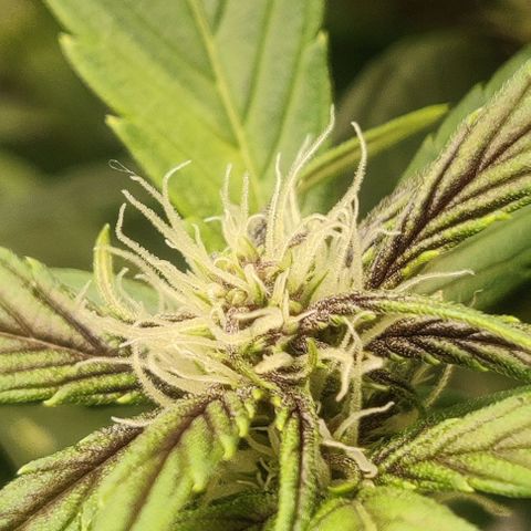 Banana Purple Punch Auto growlog timeline photo